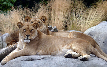 Animals, Grass, Stones, Lions, Couple, Pair, To Lie Down, Lie HD wallpaper