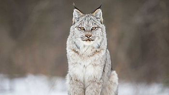 Lynx , Unique designs, options, Personalize your screen HD wallpaper