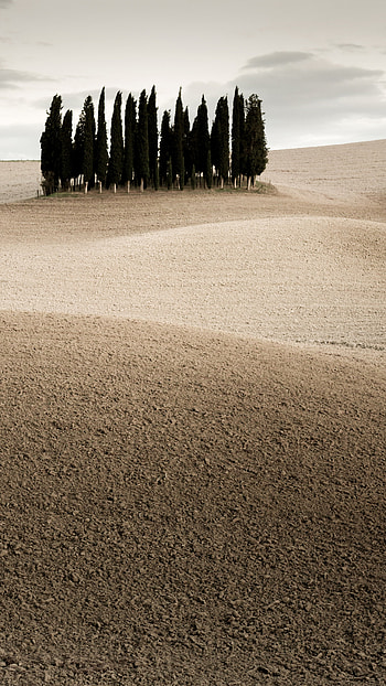 Cypress Tree, Desert landscape, Sony Xperia X, Ultra HD phone wallpaper