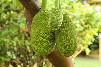 Miracle food, Jackfruit's allure, Latest culinary trend, Epicurious revelation HD wallpaper