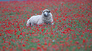 Lamb Is Standing In Red Common Poppy Flowers Field Lamb HD wallpaper