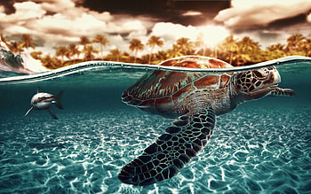 For > Nemo Sea Turtle HD wallpaper