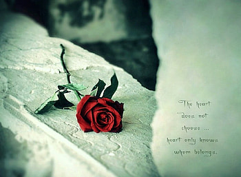 The heart knows, rose, words, love, red HD wallpaper