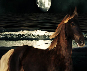 Horse And The Moon, fsa, f, safd, asd, fad HD wallpaper