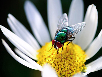 Camomile, Flower, Macro, Petals, Wings, Chamomile, Fly HD wallpaper
