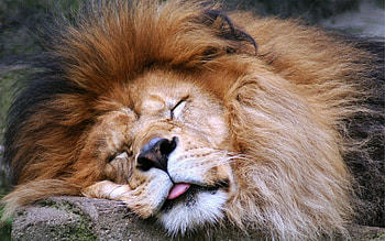 Predator, Animals, Muzzle, Lion, Big Cat, Mane, Sleep, Dream, Language, Tongue HD wallpaper