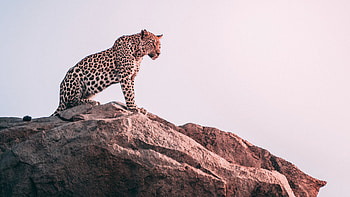 Cheetah Sight, cheetah, animals HD wallpaper