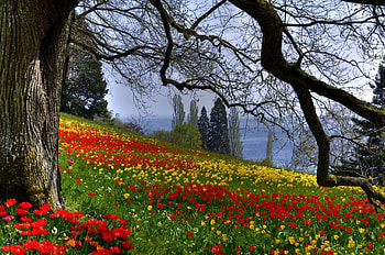 Island of Mainau, Germany, blossoms, trees, colors, tulips, spring HD wallpaper