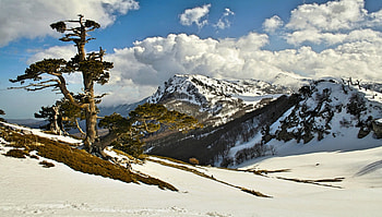 Pino Loricato-Pollino Park_Italy, Italia, Snow, Trees, view, Landscapes, Italy, Mountains HD wallpaper