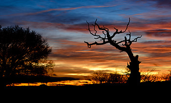 Nature, Sunset, Clouds, Silhouette, Branch HD wallpaper
