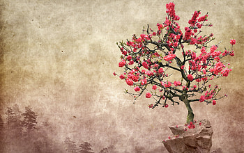 Spring style, style, pink, abstract, sakura, paper, spring, tree HD wallpaper