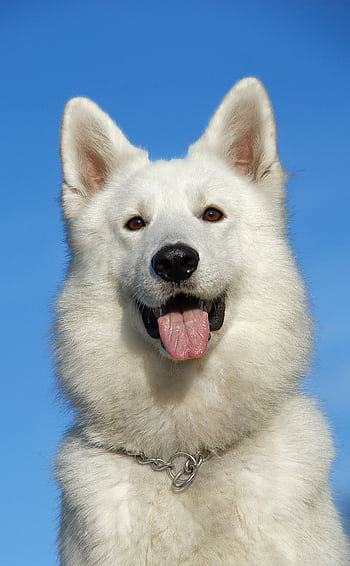 Portrait of a white German Shepherd dog with its tongue out against a clear blue sky. HD phone wallpaper