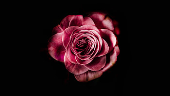 Flowers, Pink, Flower, Rose Flower, Rose, Petals, Bud, Dark Background, Bloom, Flowering HD wallpaper