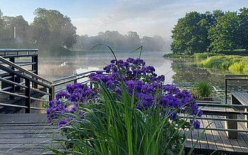 Misty Lake, Latvia, pier, flowers, lake, mist HD wallpaper