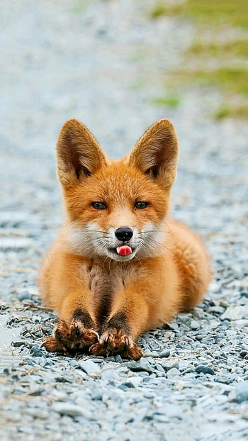Fox, Brown Wild Animal HD phone wallpaper