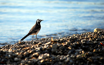 Animals, Water, Pebble, Bird, Wagtail HD wallpaper