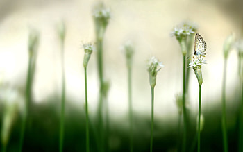Flower, Plant, Macro, Glare, Light, Light Coloured, Butterfly HD wallpaper