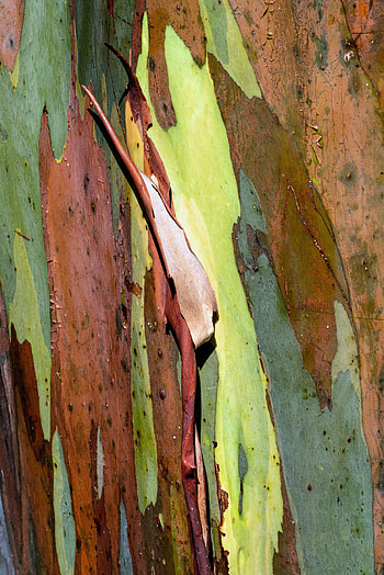 Wood, Tree, Texture, Textures, Bark, Eucalyptus HD phone wallpaper