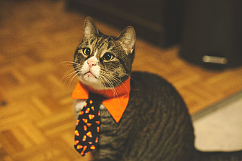 Funny, Animals, Cat, Pet, Tie HD wallpaper