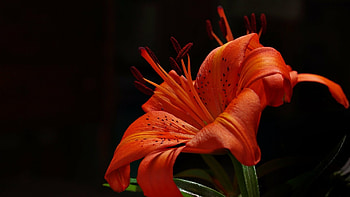 ultra , Lily , Stunning backgrounds, Beautiful HD wallpaper