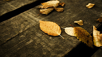 Autumn , quality, Captivating fall , Natural beauty HD wallpaper