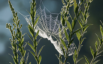 Spider Web, nature, web, spider, graphy HD wallpaper
