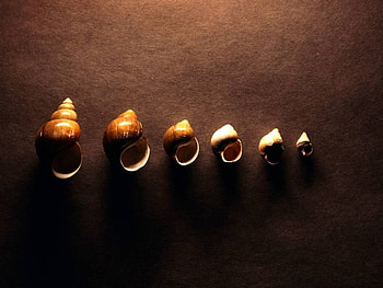 Shell Line Up, sand, shells lined up, beach HD wallpaper