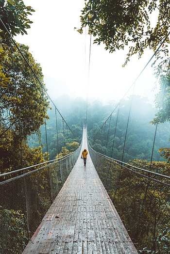 Nature, Forest, Bridge, Stroll, Loneliness, Suspension Bridge HD phone wallpaper