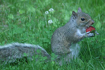 SQUIRREL EATING A STRAWBERRY, cute, grass, strawberry, squirrel HD wallpaper