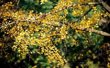 Ginkgo Biloba, Artistic , Delicate leaves, Natural beauty HD wallpaper