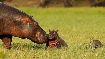 Hippopotamus mother and baby, Chobe National Park, Botswana, Animal, hippo HD wallpaper
