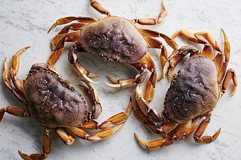 Dungeness crab, Crabs HD wallpaper
