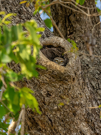Animals, Owl, Bird, Wood, Tree, Branches, Sight, Opinion, Hollow HD phone wallpaper