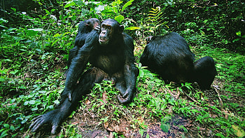 Animals, Leaves, Monkeys, Branches, Thickets, Thicket HD wallpaper