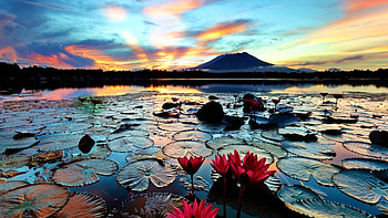 Red Waterlilies on a lake, Philippines, clouds, sky, flowers, waterlilies, lake, sunset, mountain HD wallpaper