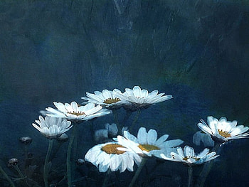 Et cest bien en vain quon lappelle, nice, daisies HD wallpaper