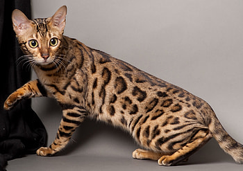 HQ bengal cat , Stunning , High-quality animal , Visual delight HD wallpaper