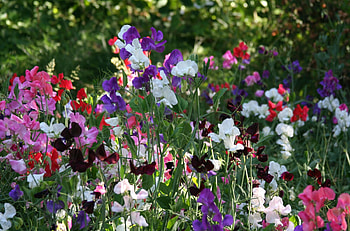 Flowers, Multicolored, Motley, Bloom, Flowering, Greens, Sweet Pea HD wallpaper