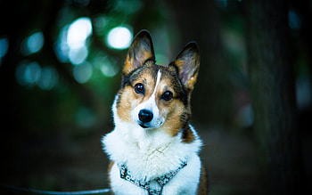 Welsh corgi , , Full HD wallpaper