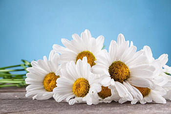 soft, flowers, abstract, daisies HD wallpaper