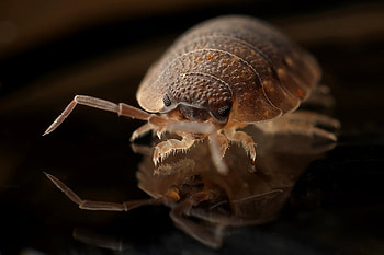 Battleship, Macro, Insect, Armadillo, Worm HD wallpaper