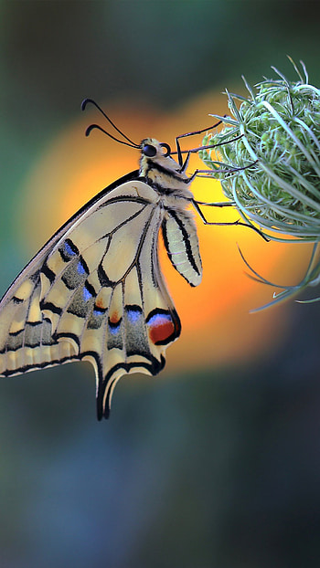 Android insect, Posted by Ryan Sellers HD phone wallpaper
