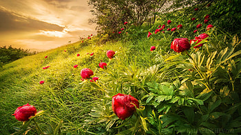 Konyavska Mountain, Bulgaria, peonys, blossoms, clouds, landscape, trees, flowers, sky, sunrise HD wallpaper