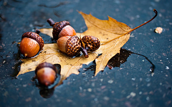 Plants, Autumn, Leaves, Acorns HD wallpaper