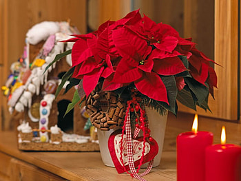 Christmas decoration, winter, holidays, decoration, christmas, red, poinsettias, candles, pots HD wallpaper