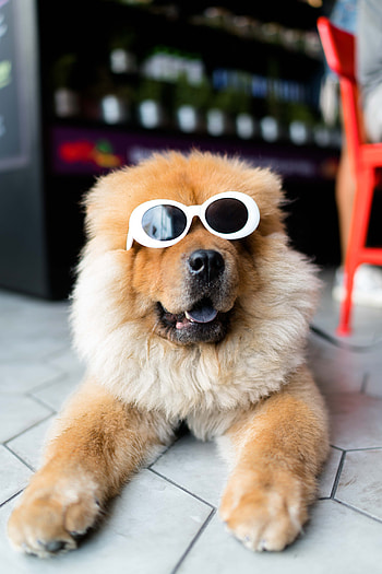 Animals, Dog, Muzzle, Cool, Glasses, Spectacles, Chow Chow HD phone wallpaper