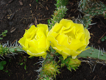 Flowering cactus, cacti, nature, bloom, flower HD wallpaper