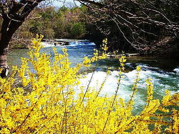 River, trees, Nature, forest HD wallpaper
