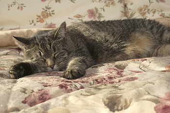 Animals, Cat, To Lie Down, Lie, Sleep, Dream, Blanket HD wallpaper