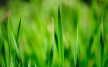 Plants, Objects HD wallpaper